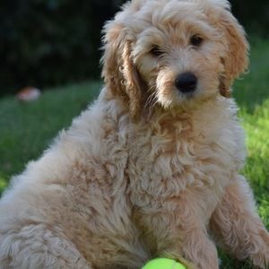 Meet your Posher, Lacy